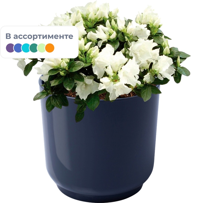 Изображение товара Азалия индика 25 см в антрацитовом кашпо Нидерланды