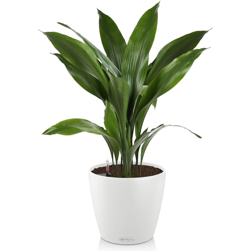 Изображение товара Растение Аспидистра 70 см в белом кашпо Lechuza D28 см с автополивом