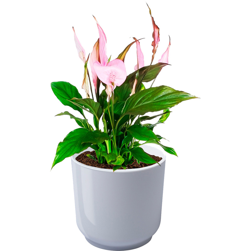 Изображение товара Растение Спатифиллум розовый 40 см в белом кашпо D13 см