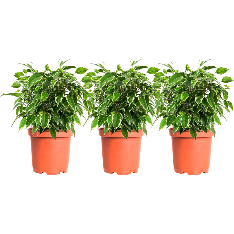 Изображение товара Набор декоративных растений Фикус Кинки 3 шт. в стильных горшках