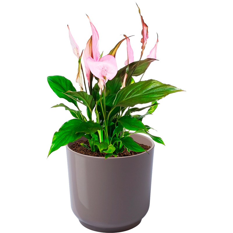 Изображение товара Растение Спатифиллум розовый в кашпо 40 см NL