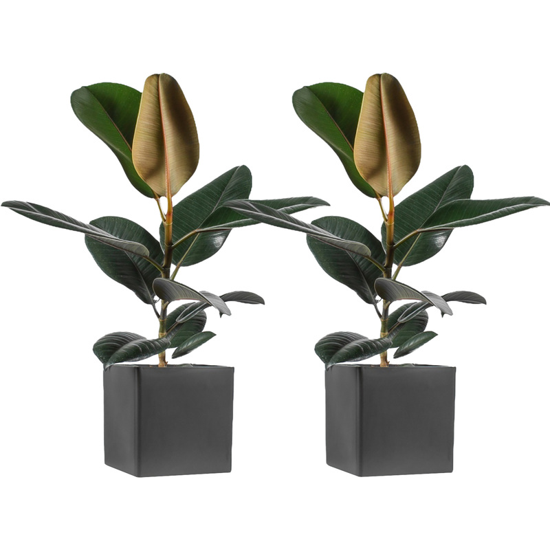 Изображение товара Набор Фикус Эластика микс 2 растения в упаковке