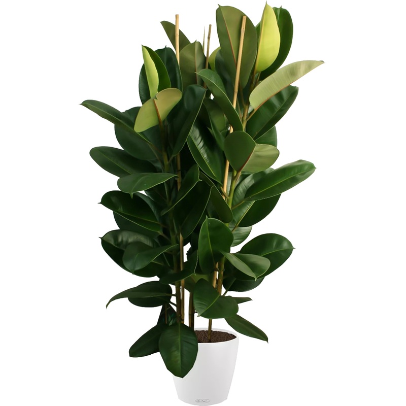 Изображение товара Фикус Эластика Робуста 160 см в кашпо с автополивом - декоративное комнатное растение