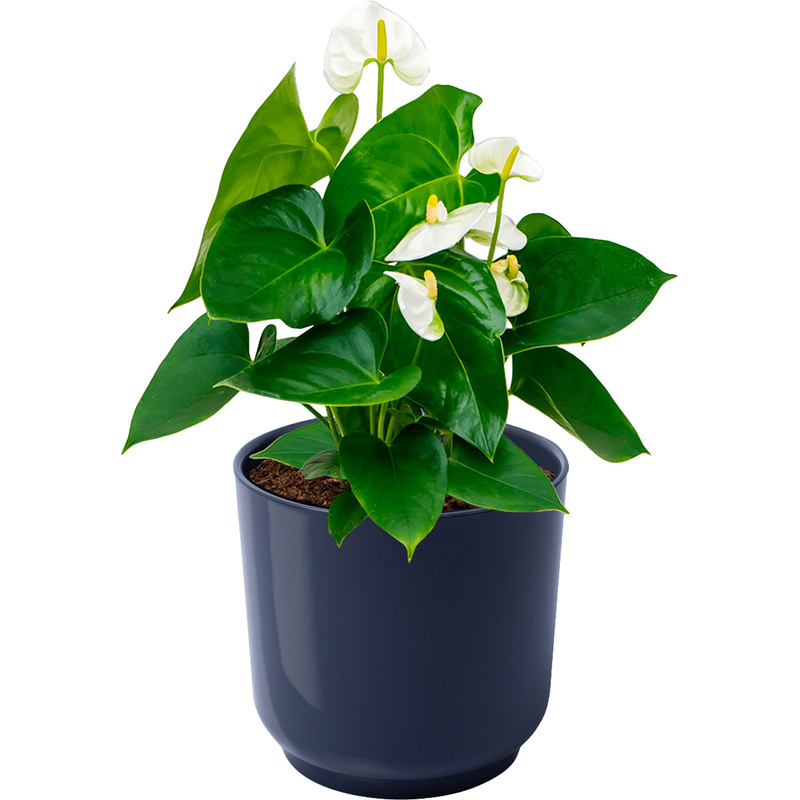Изображение товара Растение антуриум Андрианум белый 40 см в кашпо D13 см Нидерланды