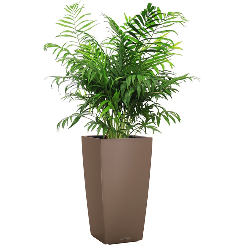 Изображение товара Растение Хамедорея 140 см в мускатном кашпо Lechuza с автополивом