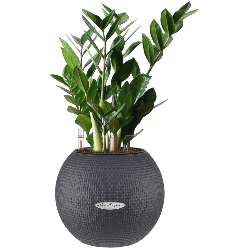 Изображение товара Растение Замиокулькас 40 см в сером кашпо Lechuza с автополивом D20 см