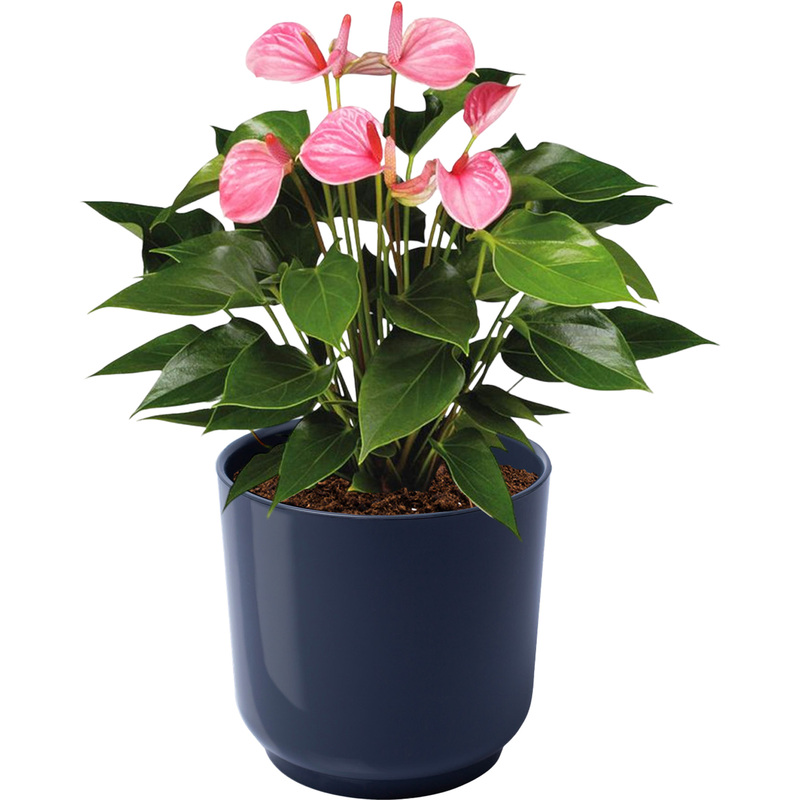 Изображение товара Декоративно-цветущее растение антуриум розовый 40 см в кашпо D13 см