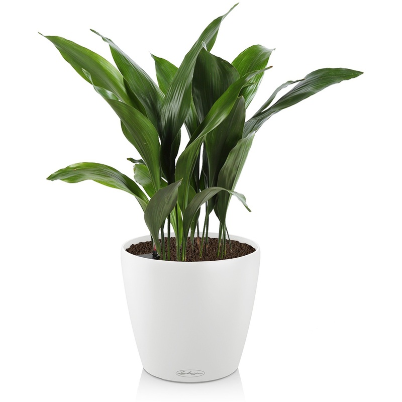 Изображение товара Аспидистра 55 см в белом кашпо Lechuza с автополивом элемент декора интерьера