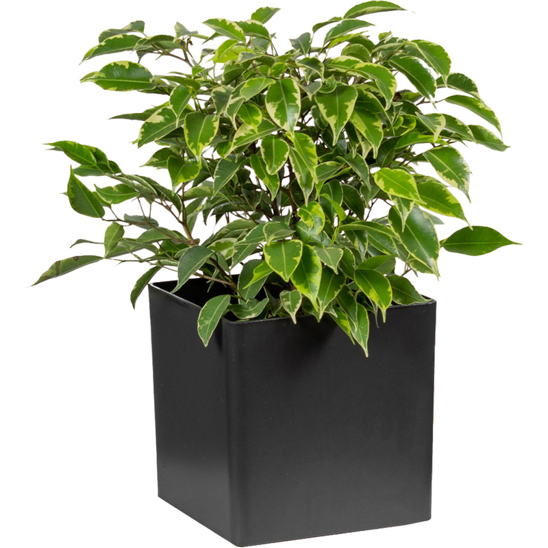Изображение товара Фикус Бенджамина Кинки 30 см в кашпо декоративное комнатное растение