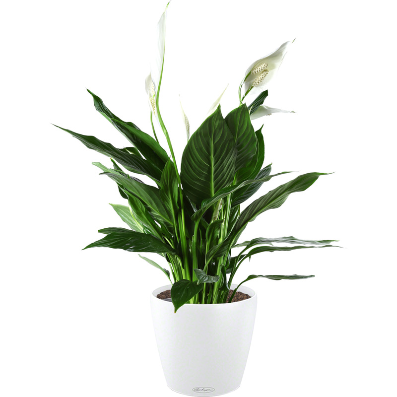 Изображение товара Растение Спатифиллум 65 см в белом кашпо Lechuza D21 см с автополивом
