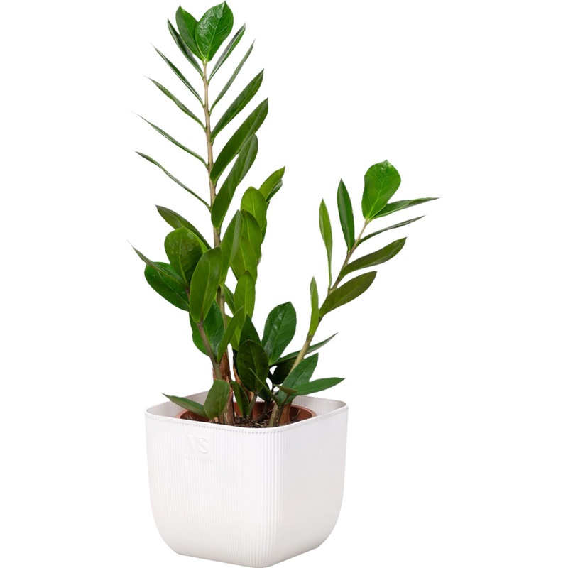 Изображение товара Растение Замиокулькас 30 см в белом кашпо РЗ-01.01