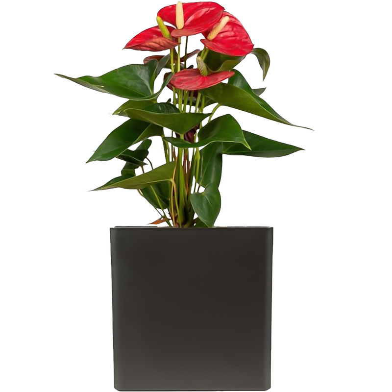 Изображение товара Антуриум Андреанум микс 40 см в антрацитовом кашпо