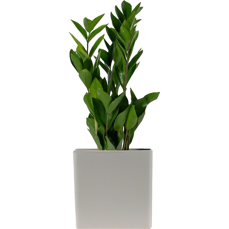 Изображение товара Замиокулькас с глянцевыми листьями в светло-сером кашпо 40 см