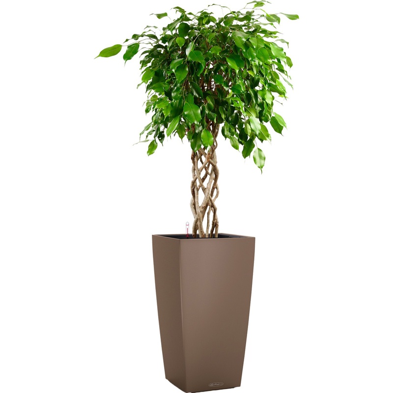 Изображение товара Декоративное комнатное растение фикус Экзотика в мускатном кашпо 140 см с автополивом