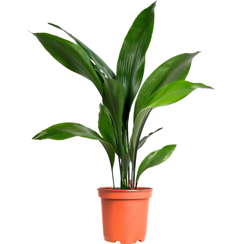 Изображение товара Аспидистра Элатиор 70 см в технологическом горшке диаметр 17 см
