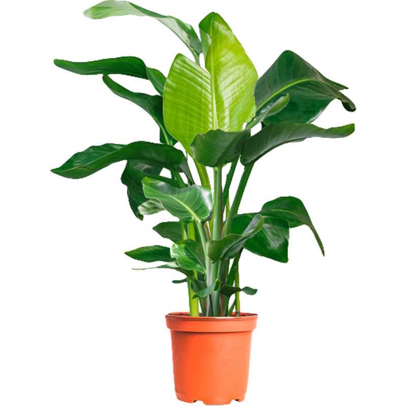 Изображение товара Растение Стрелиция Николай 140 в горшке 27 см для интерьера