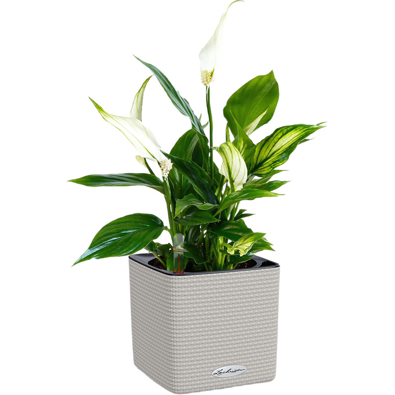Изображение товара Спатифиллум 40 см в кашпо с автополив и белыми цветками