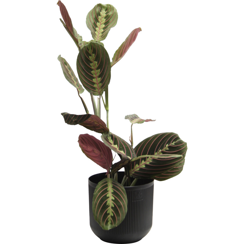 Изображение товара Маранта Триколор 25 см в кашпо D14.5 см декоративное растение для интерьера