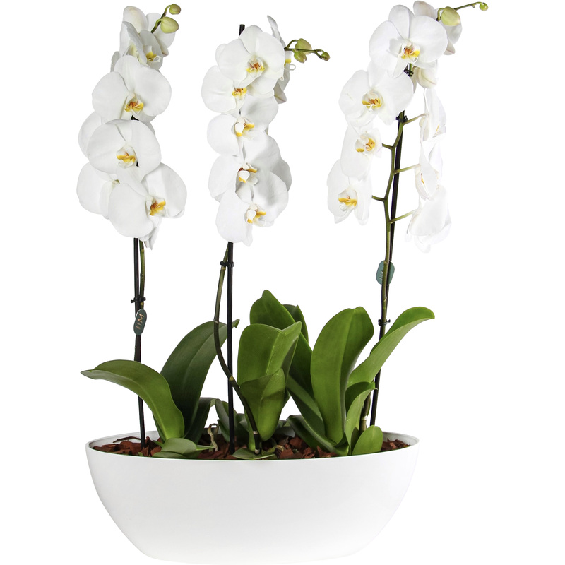 Изображение товара Растение Орхидея Фаленопсис 50 см в кашпо (3 штуки, Smarts-01.5)