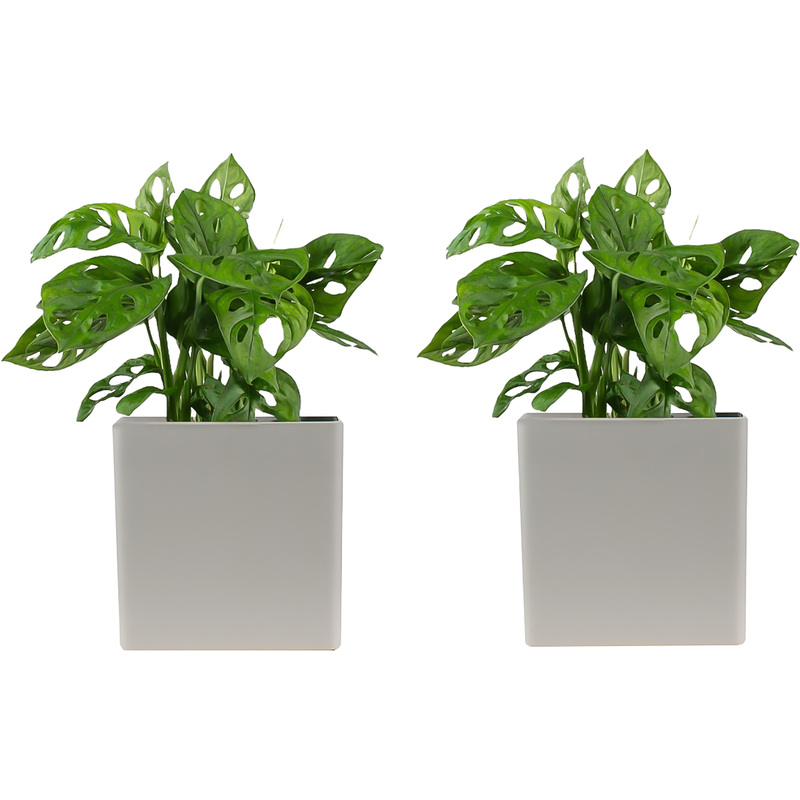 Изображение товара Набор растений Монстера Обликва Манки Маск (2 штуки в упаковке, РС113ОС-2)