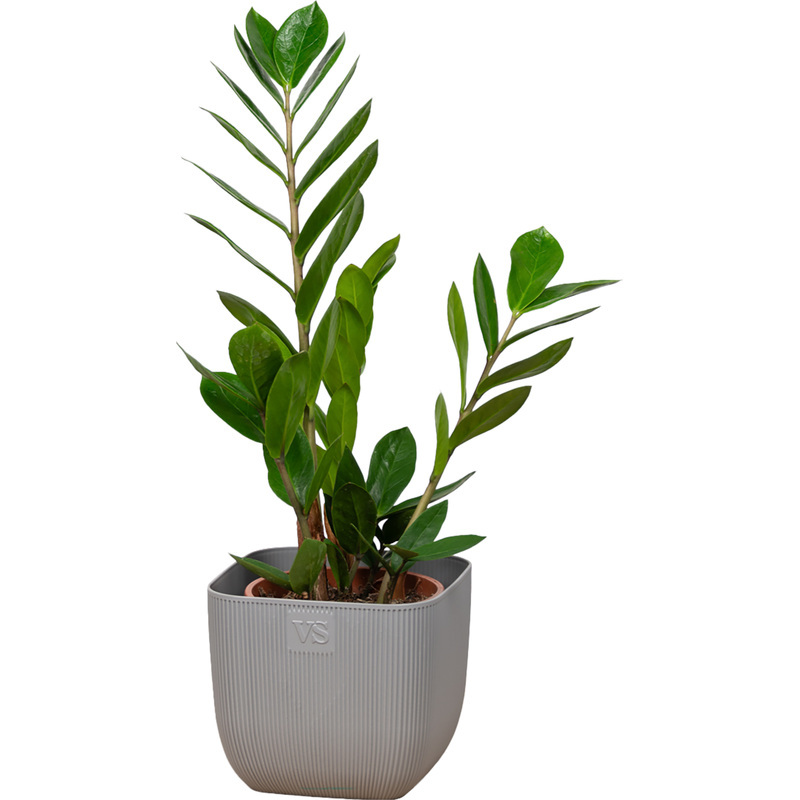 Изображение товара Растение Замиокулькас 30 см в кашпо - декоративное зелень для интерьера