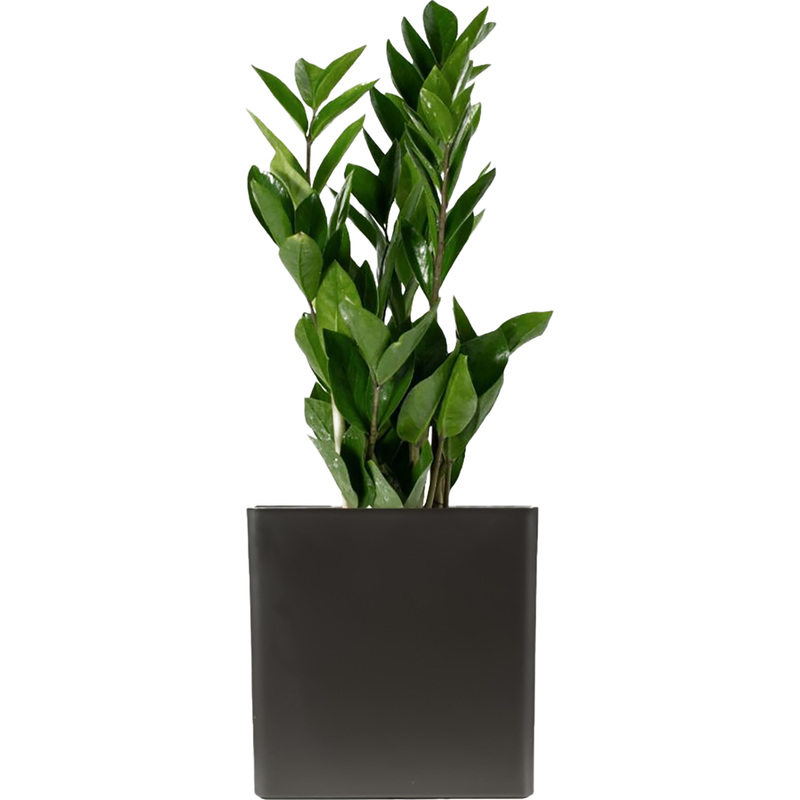 Изображение товара Замиокулькас 40 см в антрацитовом кашпо декоративное растение