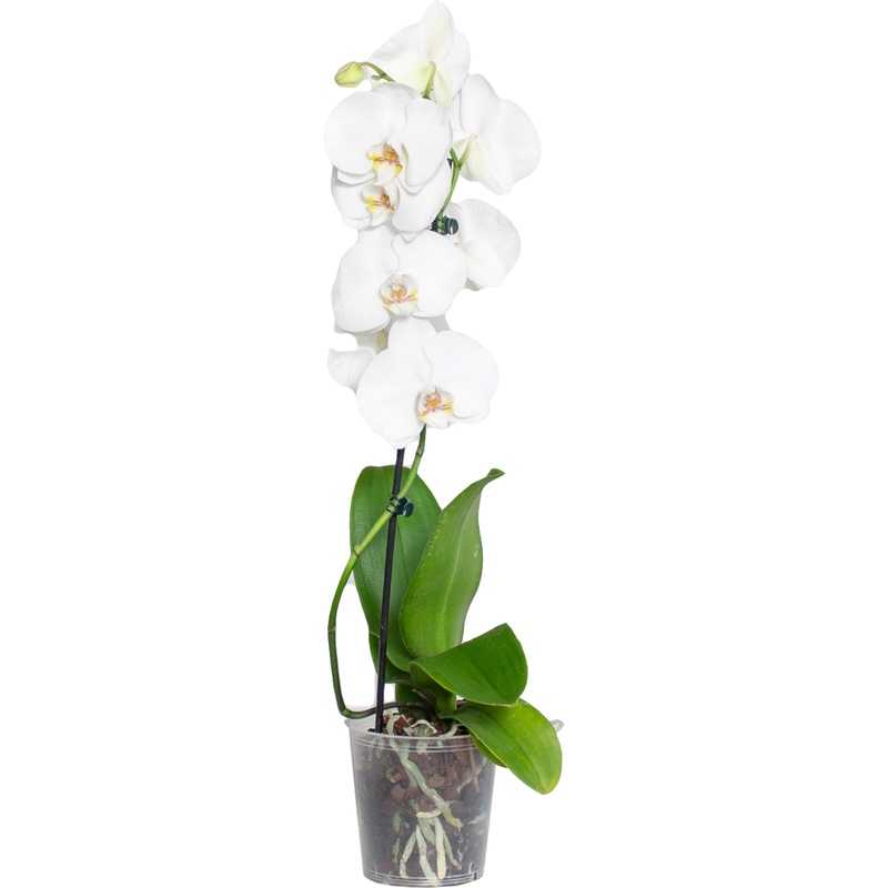 Изображение товара Орхидея Фаленопсис 60 см в технологическом горшке D12 см - декоративное комнатное растение
