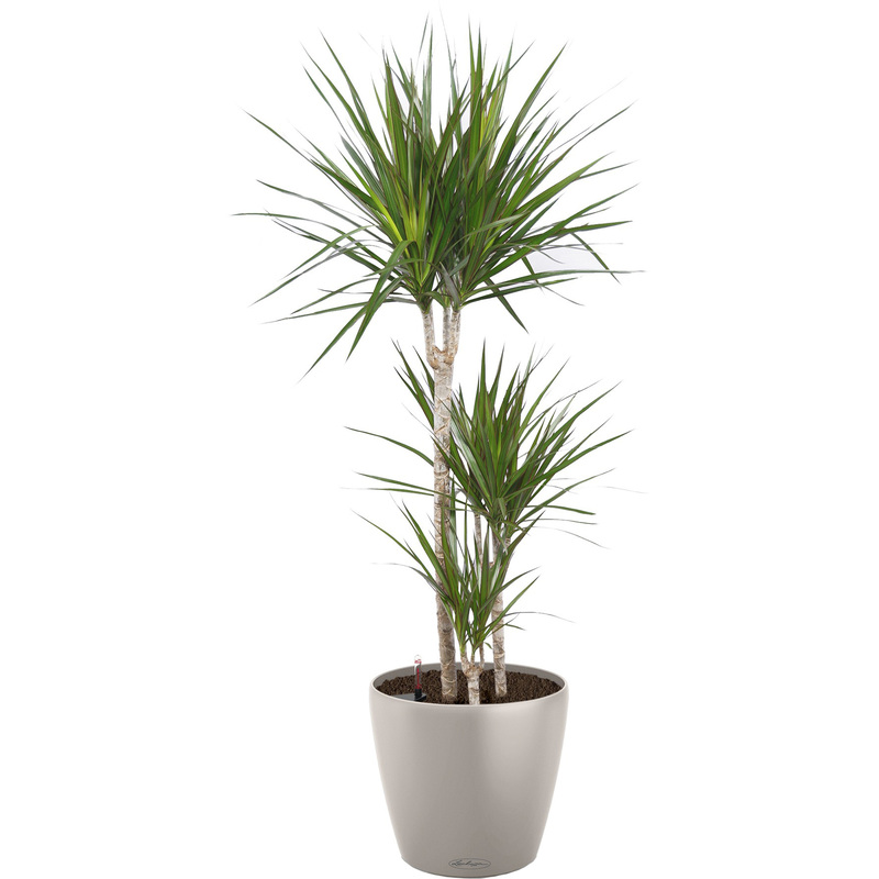 Изображение товара Драконово дерево Драцена Маргината 120 см в кашпо с автополивом