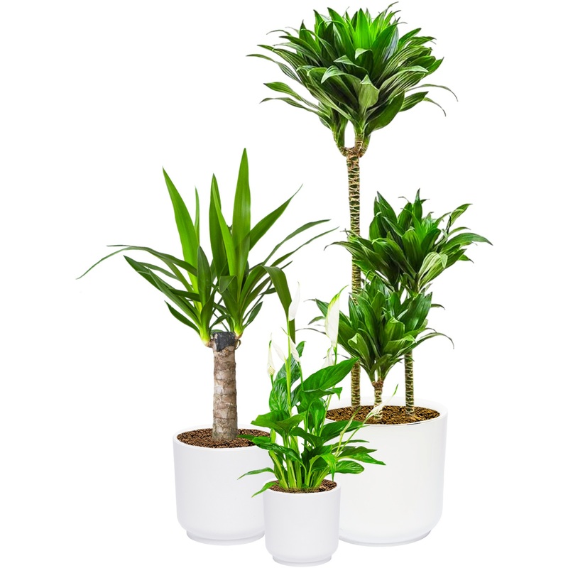 Изображение товара Набор растений Спатифиллум Юкка Драцена Компакта 3 шт в упаковке