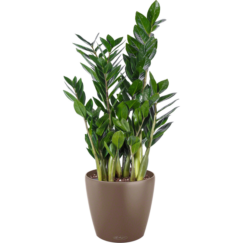 Изображение товара Растение замиокулькас 60 см в автополивом кашпо Lechuza