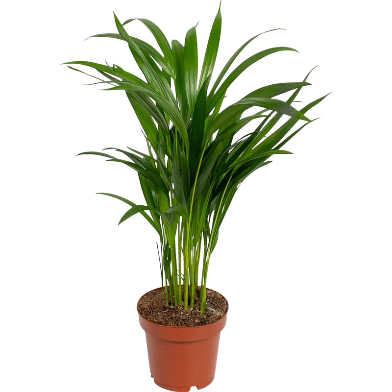 Изображение товара Растение Хризалидокарпус пальма 35 см в технологии горшке D12 см