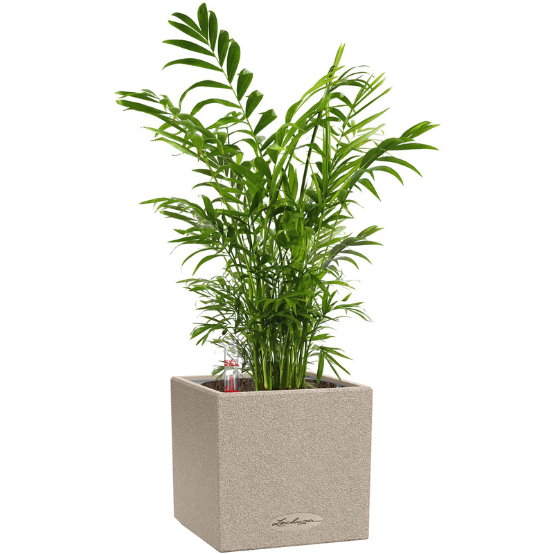 Изображение товара Декоративное растение хамедорея 35 см в светло-бежевом кашпо Lechuza с автополивом
