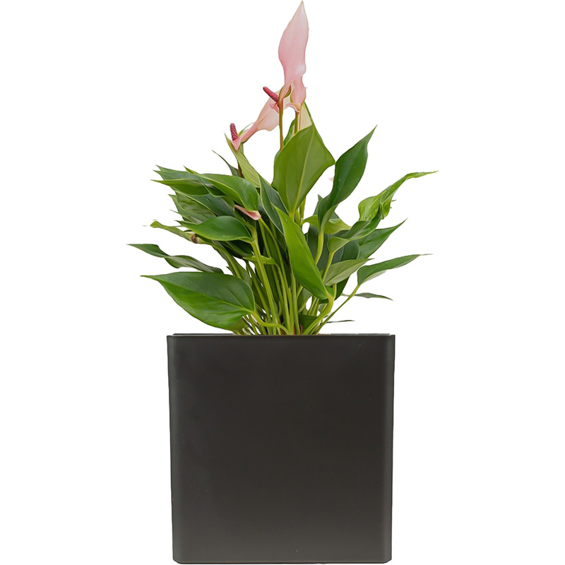 Изображение товара Растение Антуриум Лили 30 см в антрацитовом кашпо