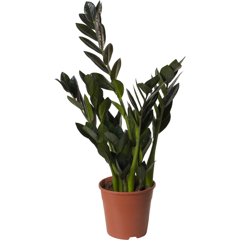 Изображение товара Растение Замиокулькас Чёрный Ворон 35 см в технологическом горшке D14 см (РЗ-003.14)