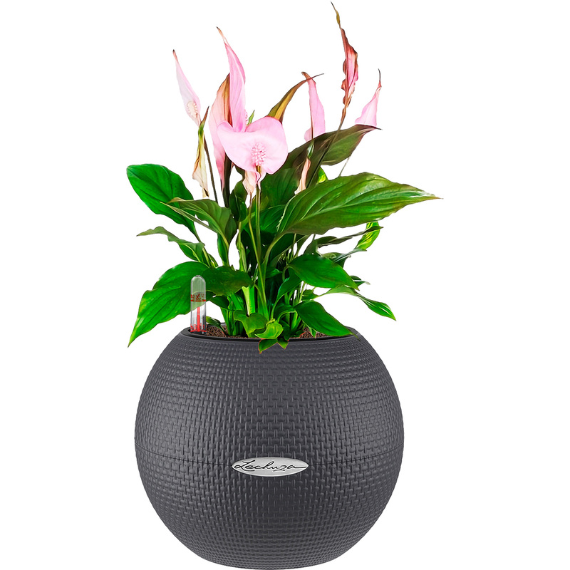 Изображение товара Растение Спатифиллум розовый в кашпо D20 автополив 40 см