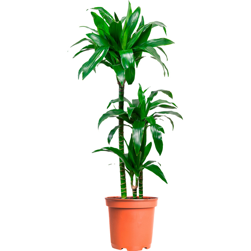 Изображение товара Драцена Джанет Крейг 110 см в технологическом горшке D21 см для интерьера