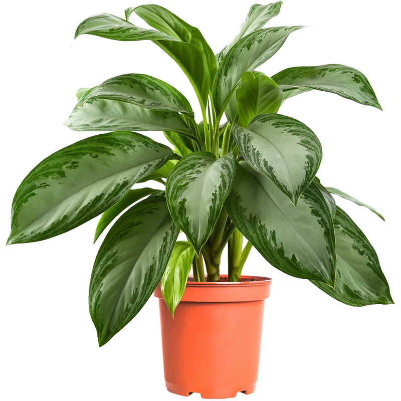 Изображение товара Растение Аглаонема Сильвер Бей 55 см в технологическом горшке D17 см