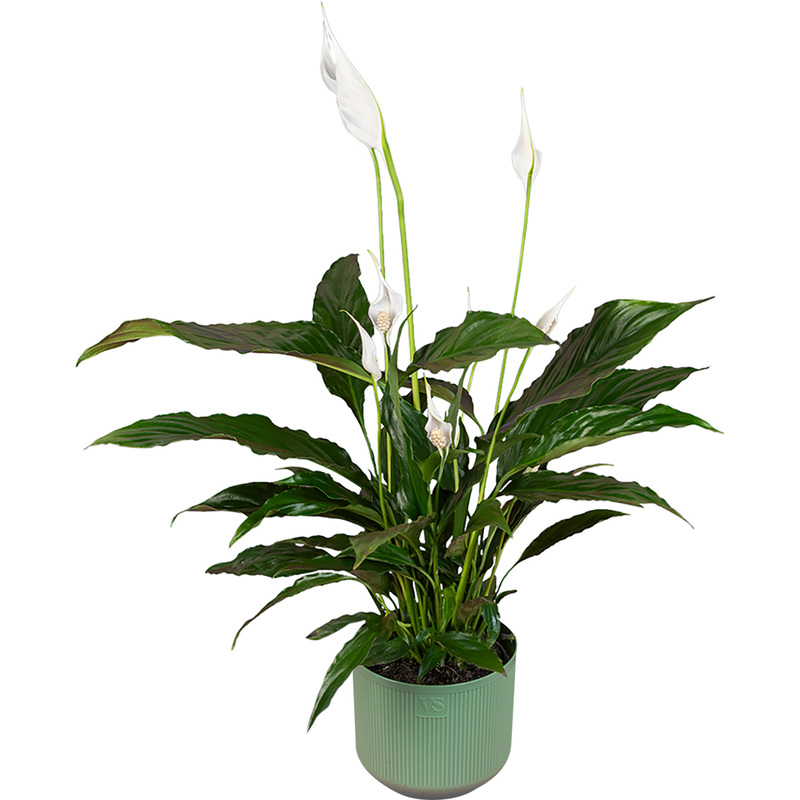 Изображение товара Спатифиллум Бенито 40 см в кашпо D14.5 см