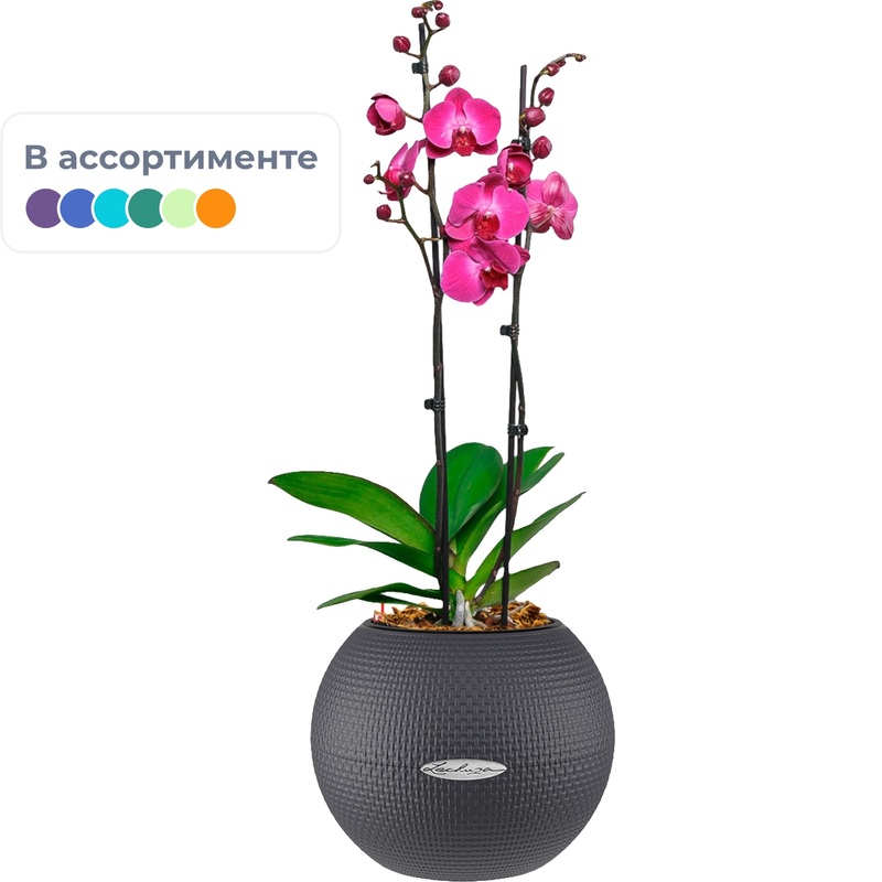 Изображение товара Орхидея Фаленопсис в сером кашпо с автополивом 60 см Нидерланды