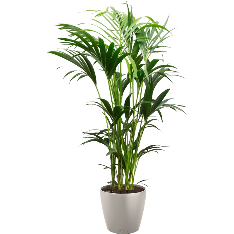 Изображение товара Растение Ховея 150 см в песочно-коричневом кашпо Lichuza D35 см с автополивом