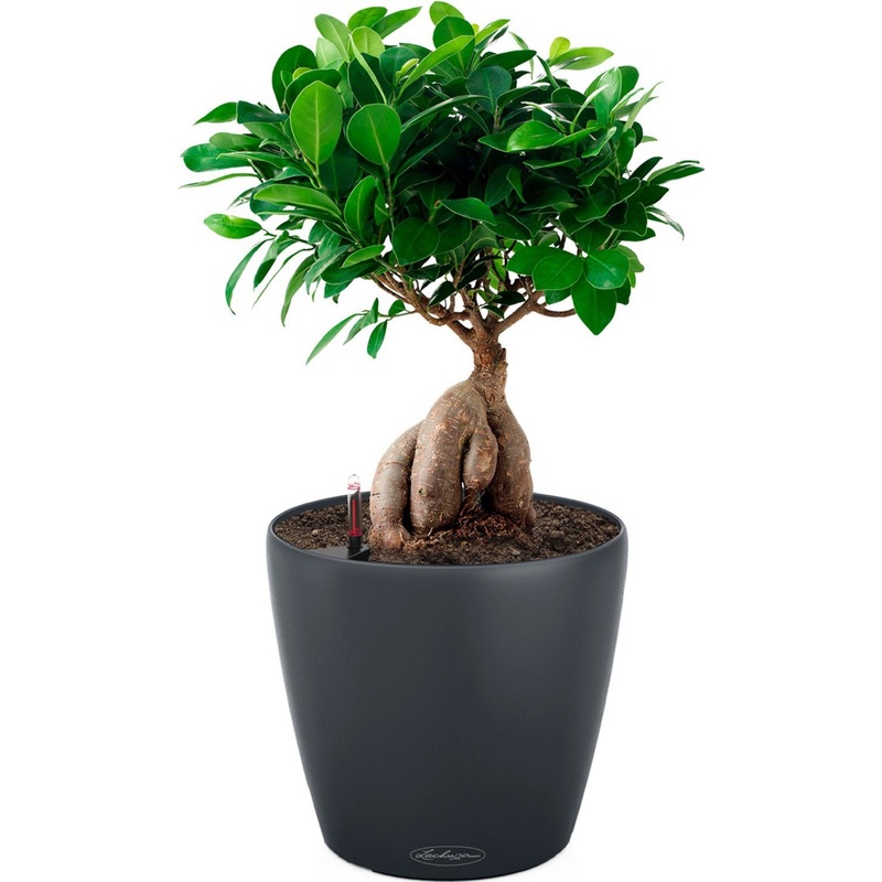 Изображение товара Фикус бонсай в кашпо Lechuza с автополивом 40 см серый
