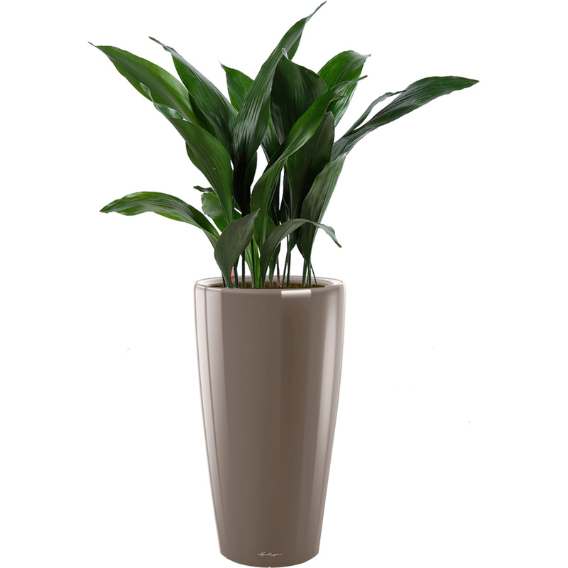 Изображение товара Комнатное растение Аспидистра 110 см в кашпо Lechuza D32 с автополивом