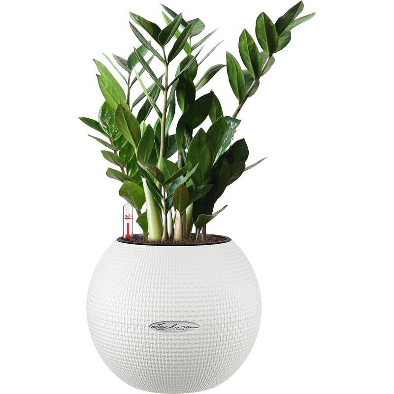 Изображение товара Растение Замиокулькас 40 см в белом кашпо Lechuza D20 см с автополивом