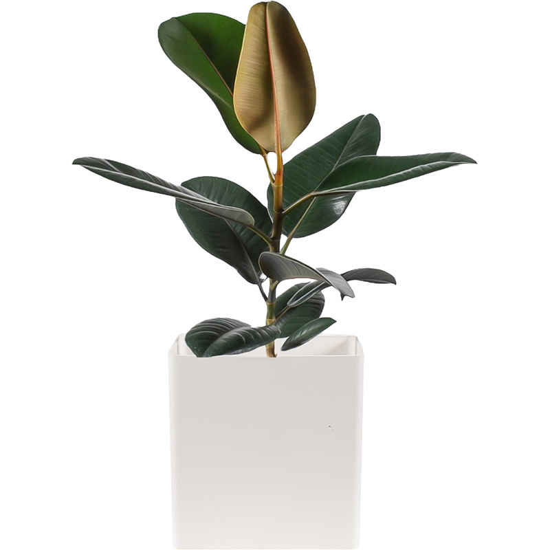 Изображение товара Растение Фикус Эластика микс 35 см в белом кашпо