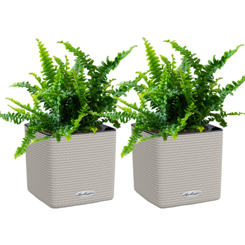 Изображение товара Набор растений Нефролеписов 35 см в песочно-коричневом кашпо Lechuza с автополивом 2 шт