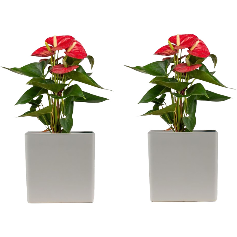 Изображение товара Набор растений Антуриум Андреанум микс 2 шт в светлом кашпо, Нидерланды