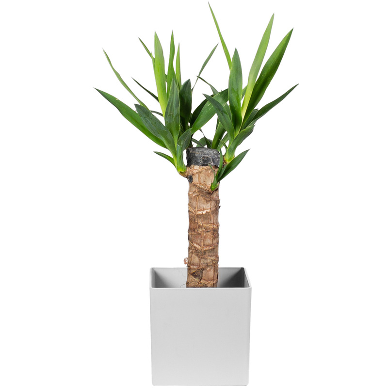Изображение товара Юкка 40 см в кашпо - декоративное многолетнее растение для интерьера