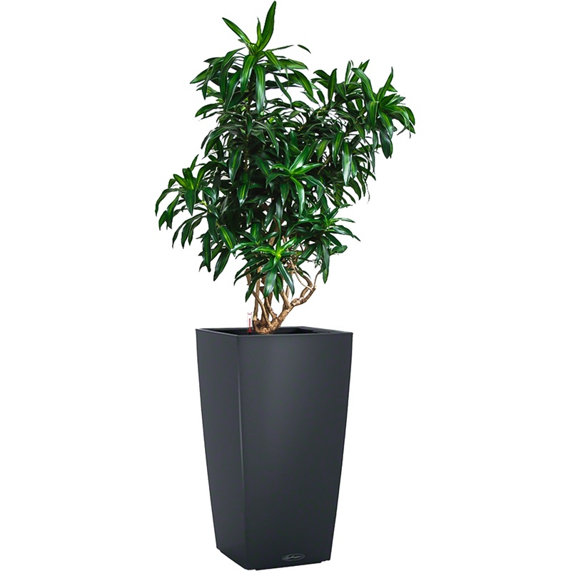 Изображение товара Драцена Песнь Ямайке в сером кашпо с автополивом Высота 120 см