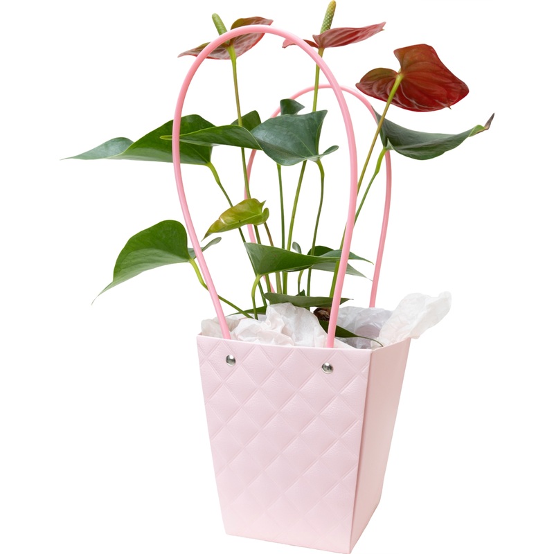 Изображение товара Растение Антуриум Андреанум 30 см в сумке декоративное комнатное растение