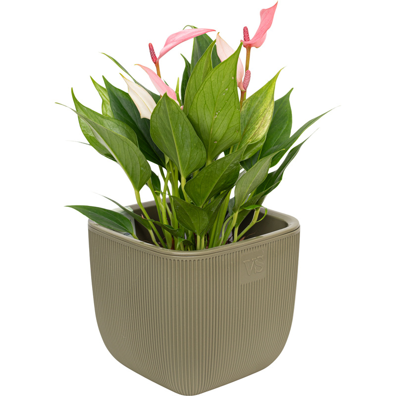 Изображение товара Растение Антуриум Лили 25 см в кашпо декоративно-цветущее